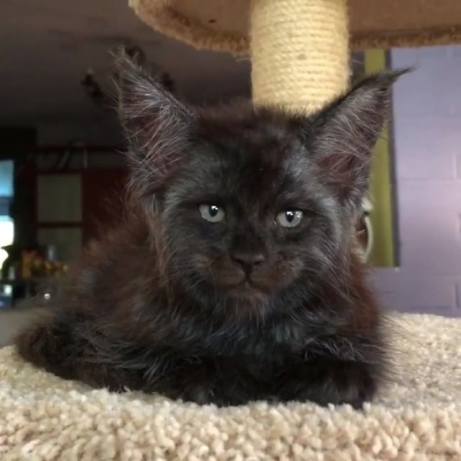Котята Мейн кун