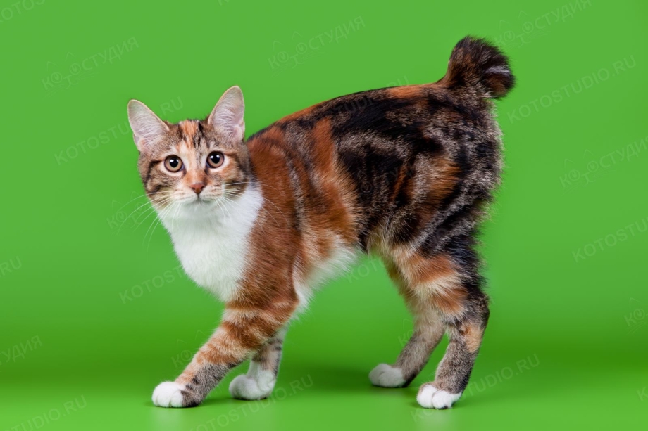 Кошка Курильский бобтейл гладкошерстный