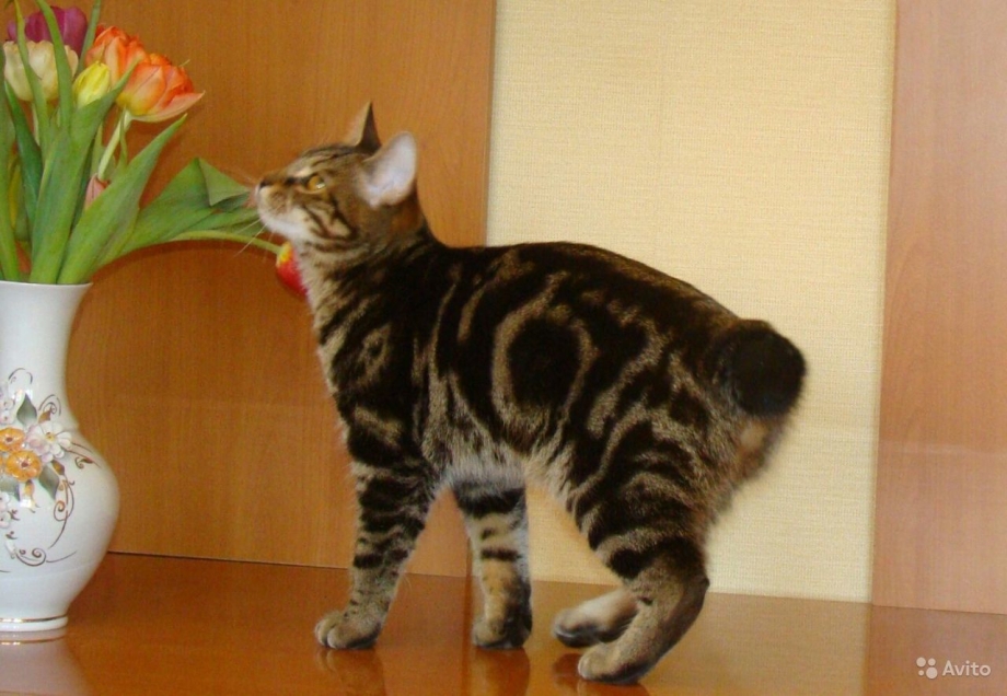 Курильский бобтейл мрамор