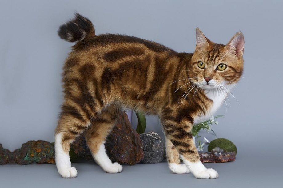 Кот Курильский бобтейл
