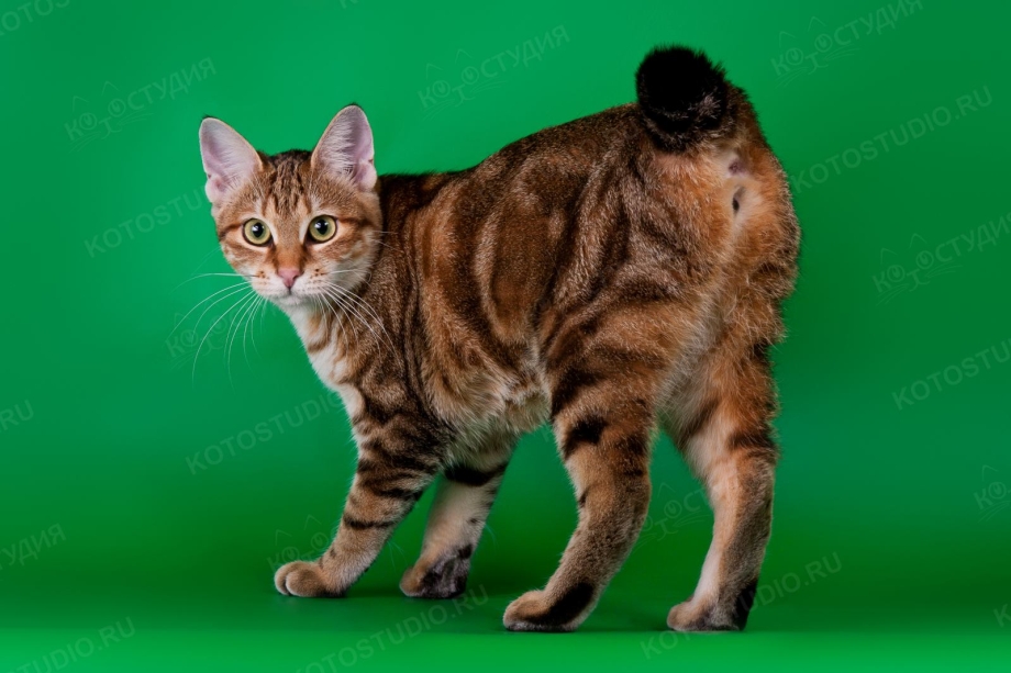 Кошка Курильский бобтейл гладкошерстный
