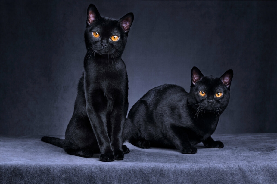 Бомбейская кошка