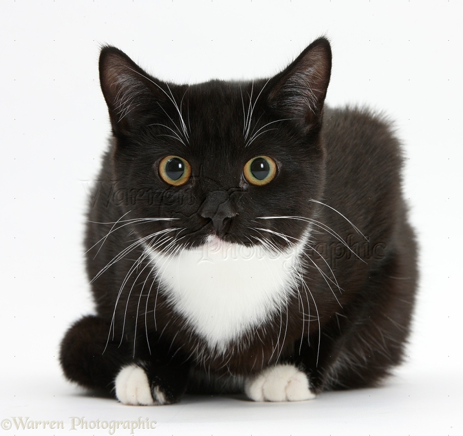 Бомбейская черная кошка Сибирская черная кошка
