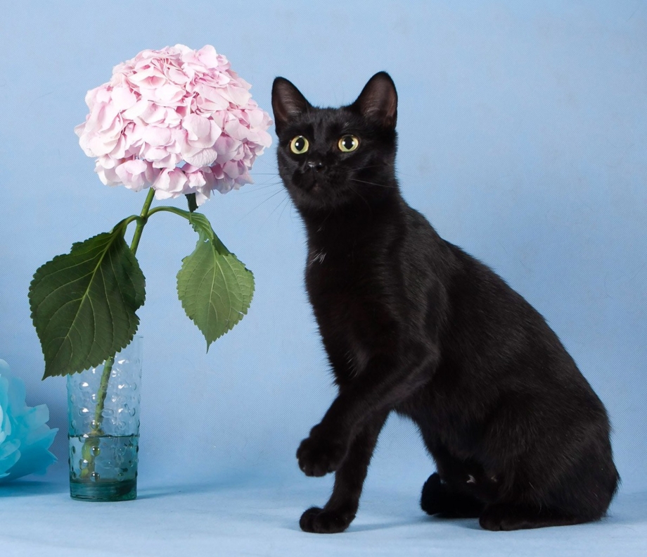 Шотландская вислоухая кошка черная