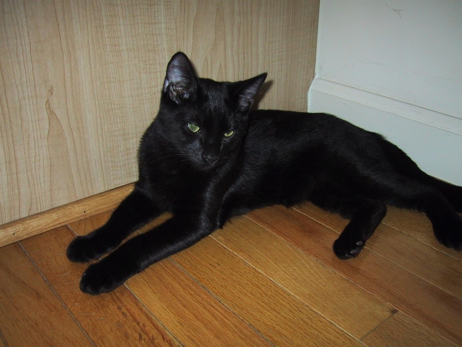 Чёрный Мэнкс и котенок
