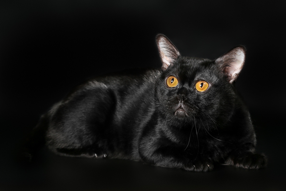 Кошка породы Бомбей
