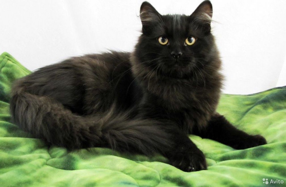 Корат кошка черная