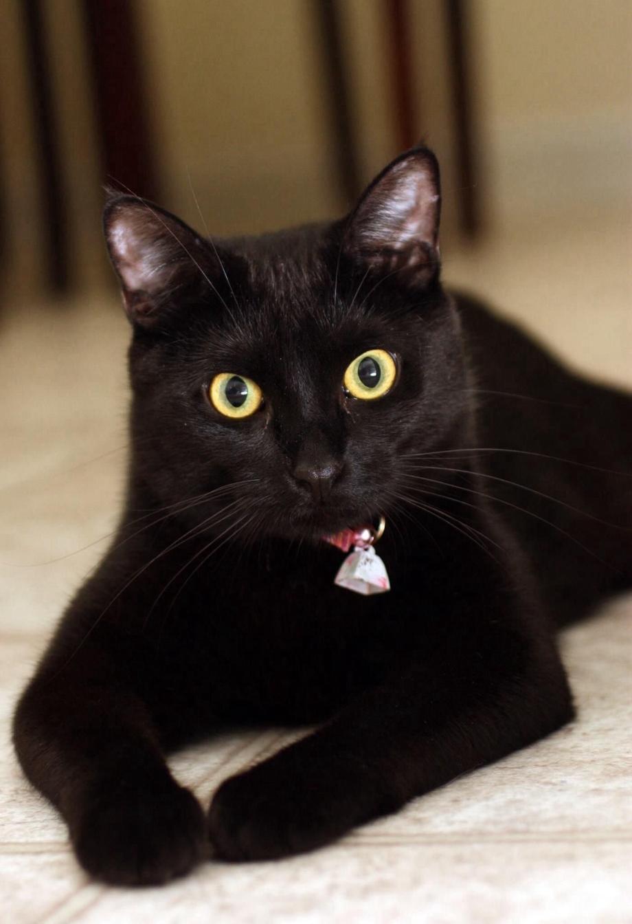 Черные коты