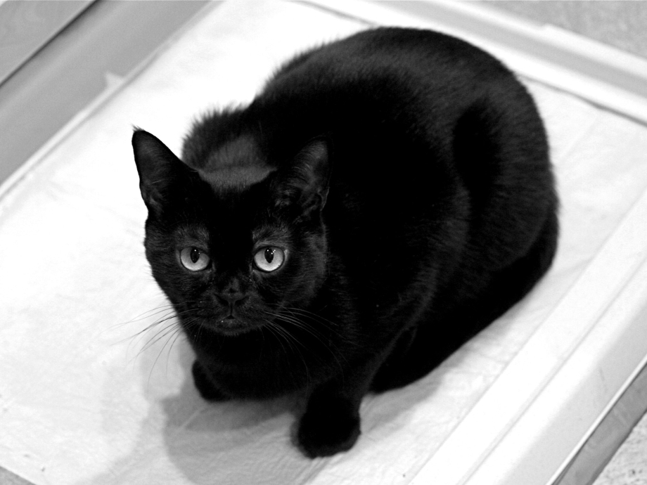 Чёрный кот