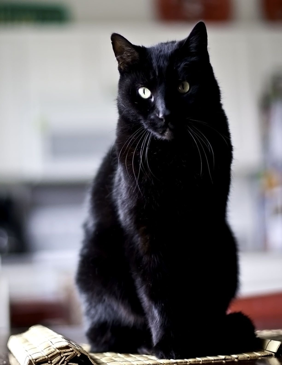 Чёрный коткороткошорстый