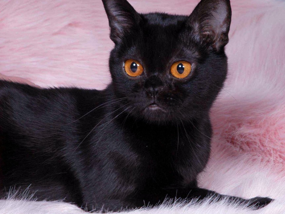 Бомбейская кошка