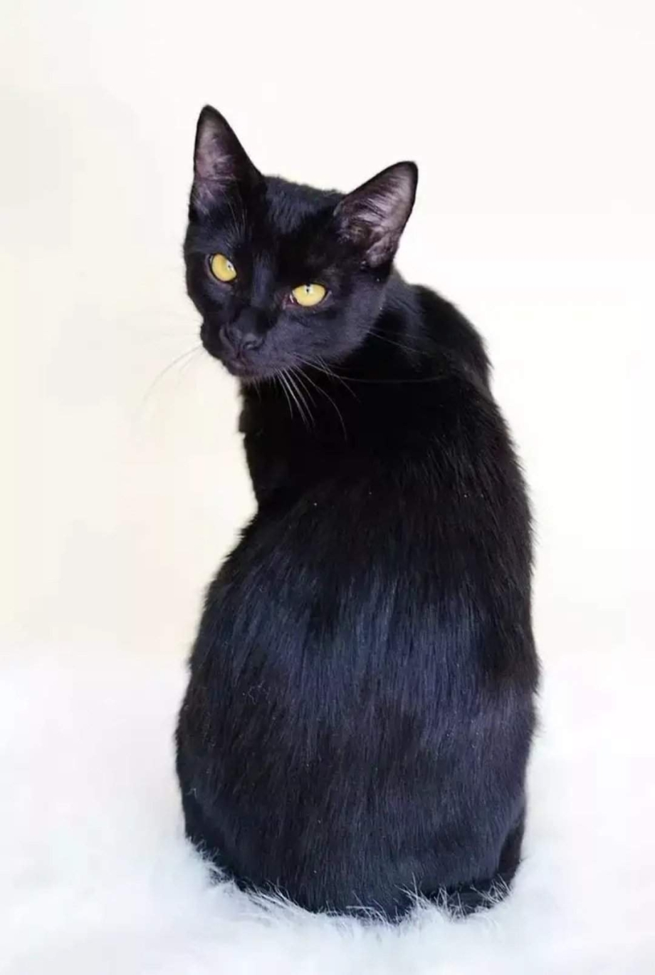 Кошка с желтыми глазами
