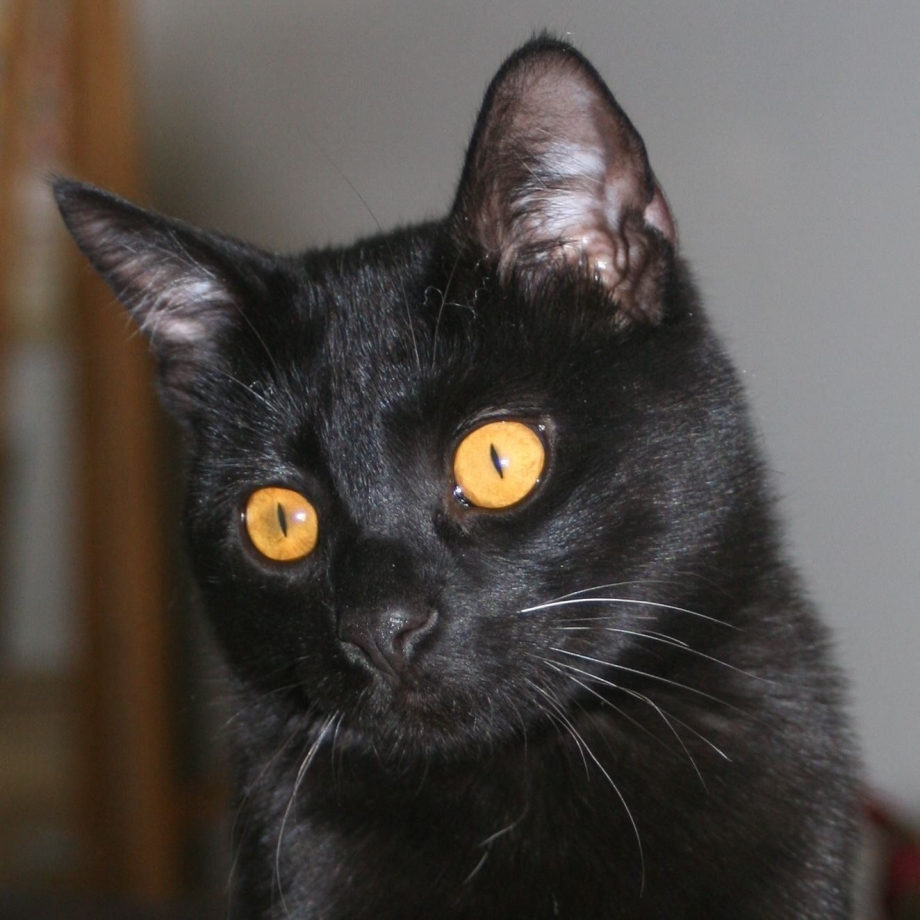 Бомбейская кошка