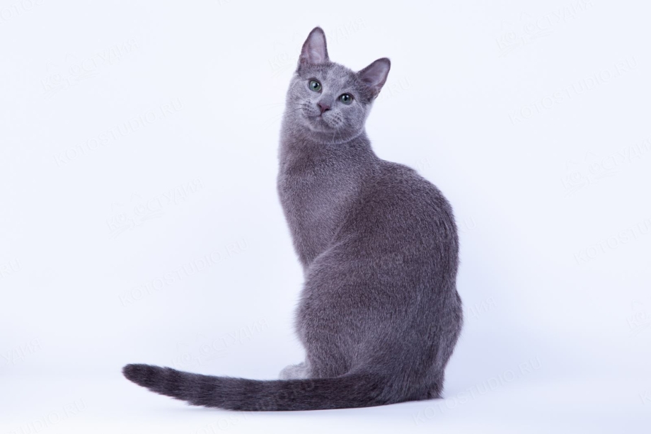 Русская голубая кошка худая