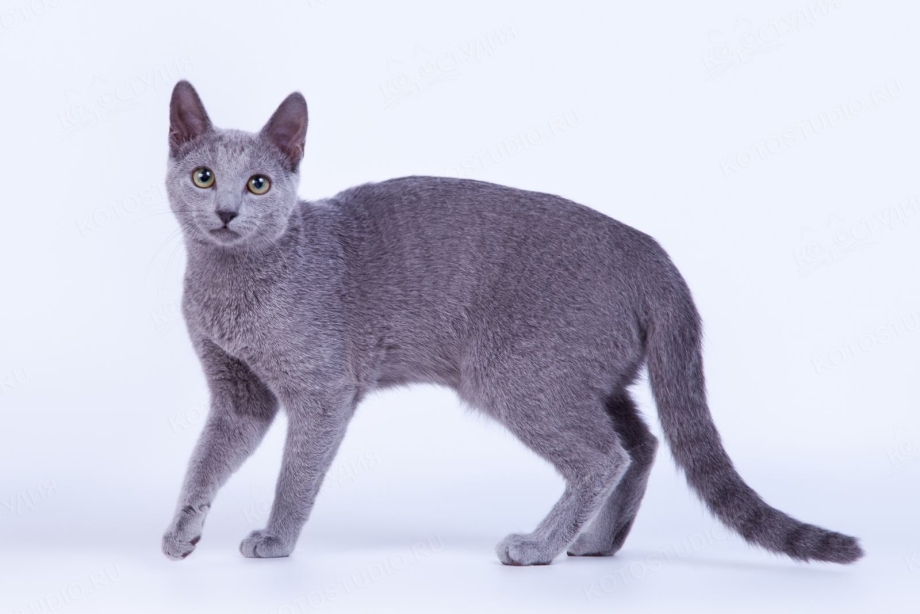 Русская голубая кошка