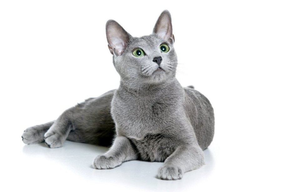 Русская голубая кошка