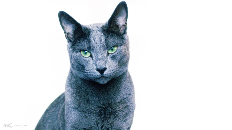Синяя кошка