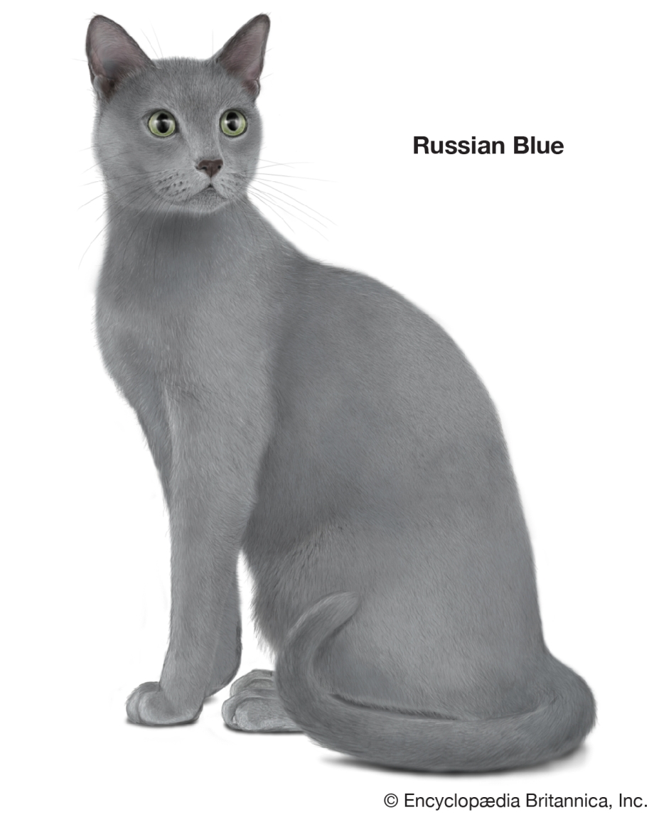 Русская голубая кошка сидит