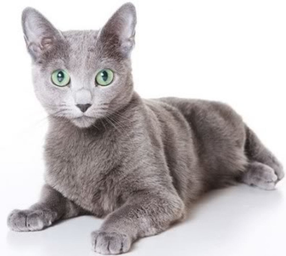 Русская голубая кошка вислоухая