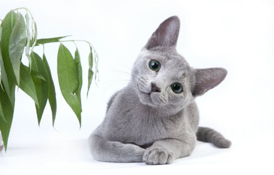 Кошка с гладкой шерстью