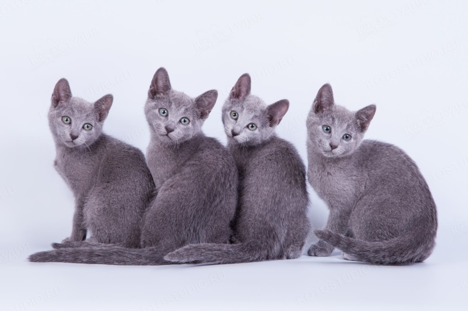 Русская голубая кошка