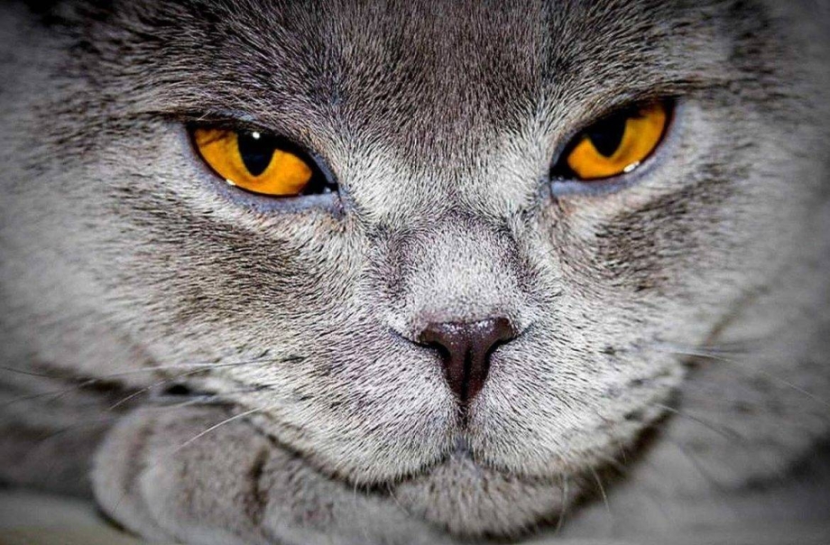 Янтарные кошачьи глаза