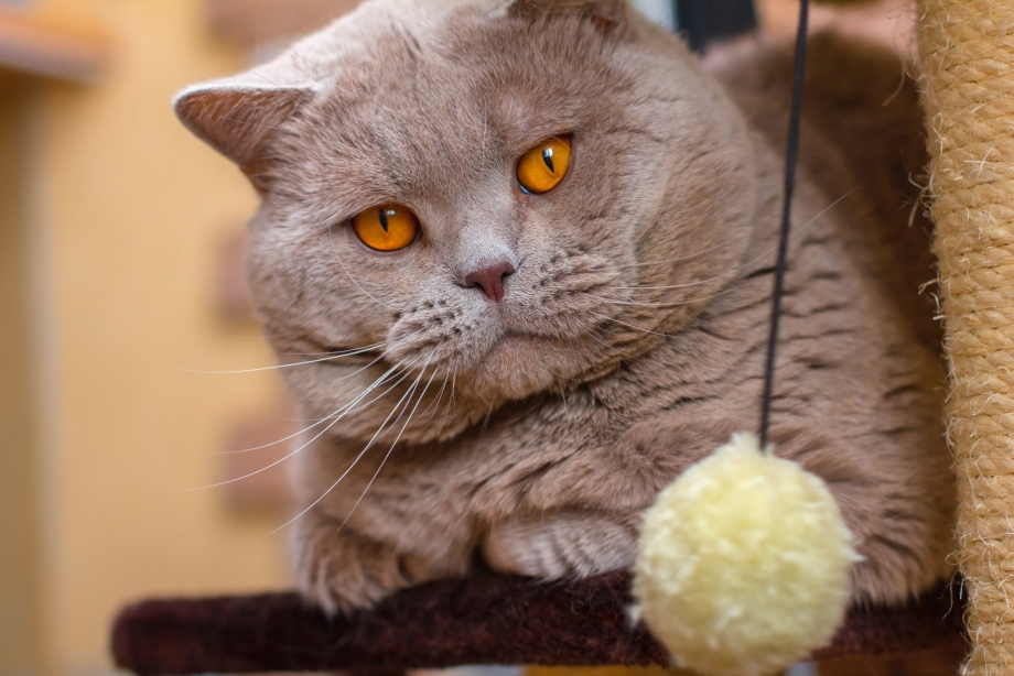 Британский кот оранжевый с белым