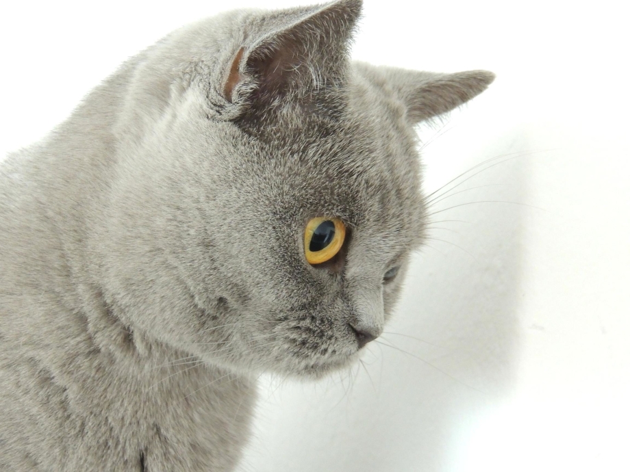 Британская кошка короткошерстная серая