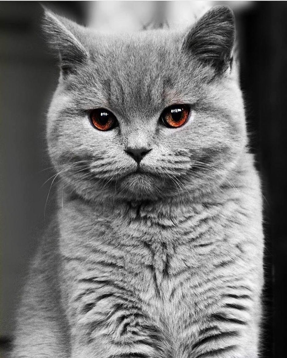 Грустный британский кот