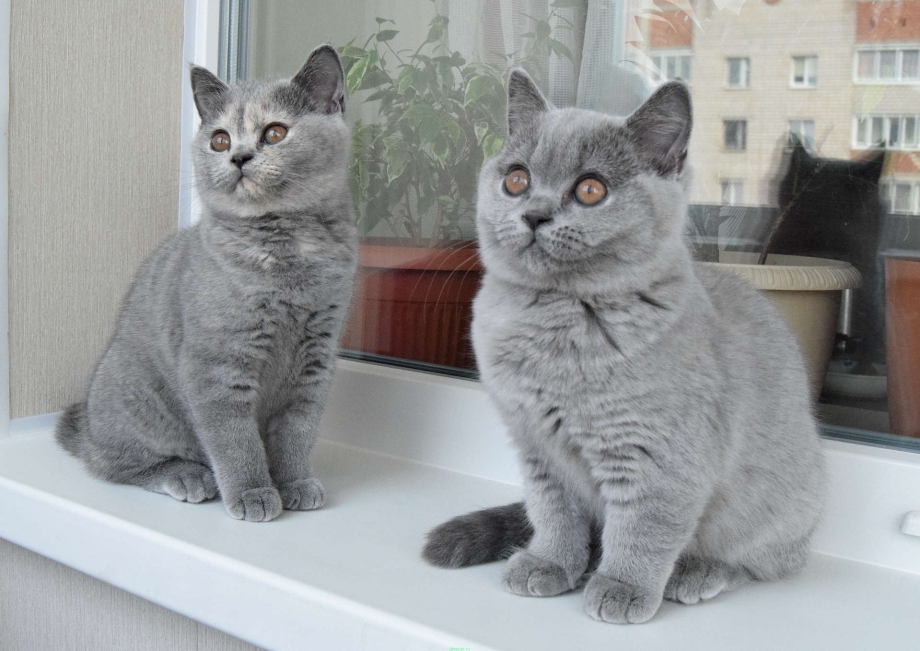 Британский котенок меняет окрас
