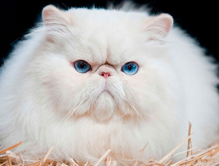 Персидские котята экстремалы