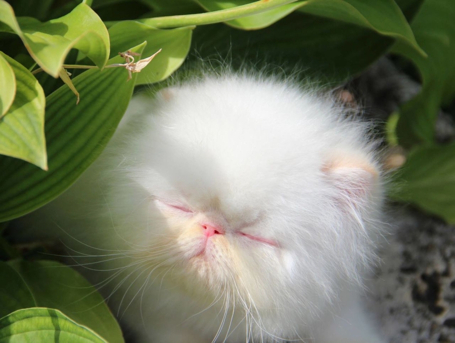 Котята экстремалы