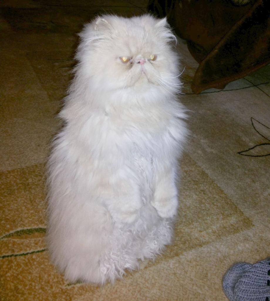 Персидские коты экстремалы