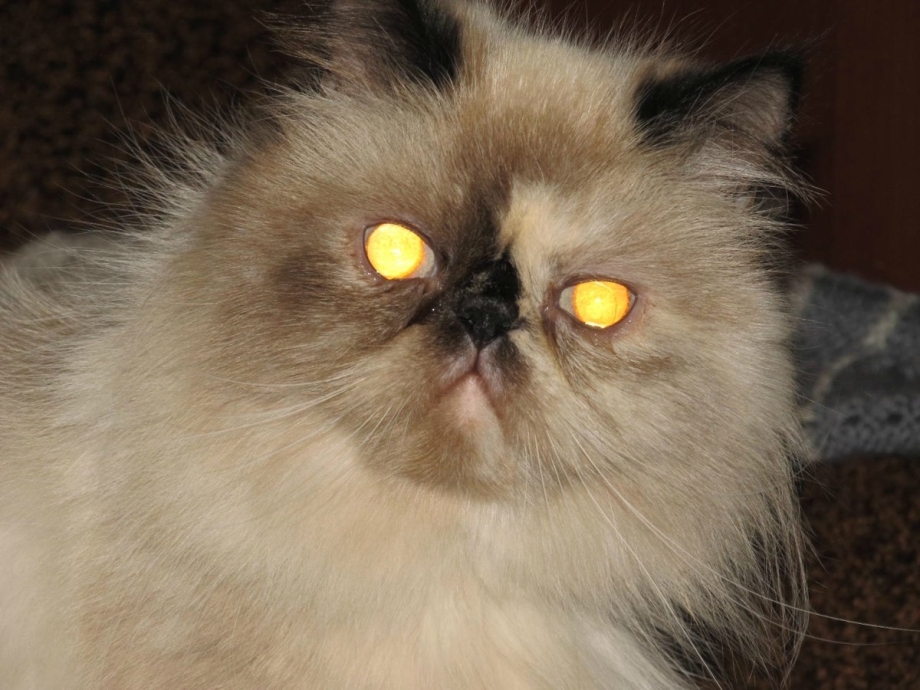 Коты экстремалы