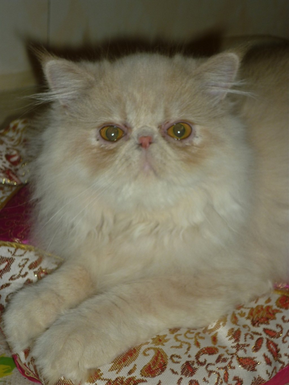 Гималайская кошка экзот