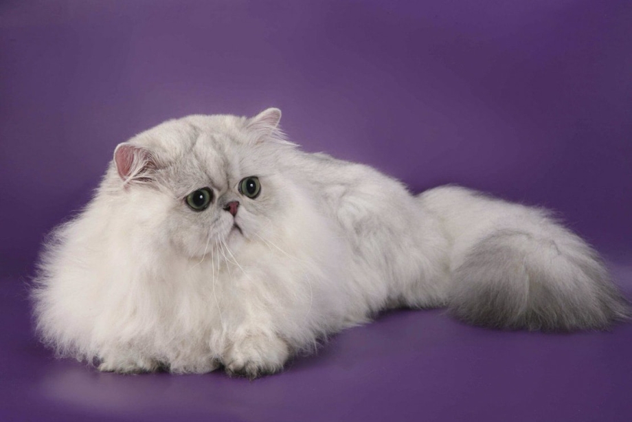 Персидская длинношерстная шиншилла
