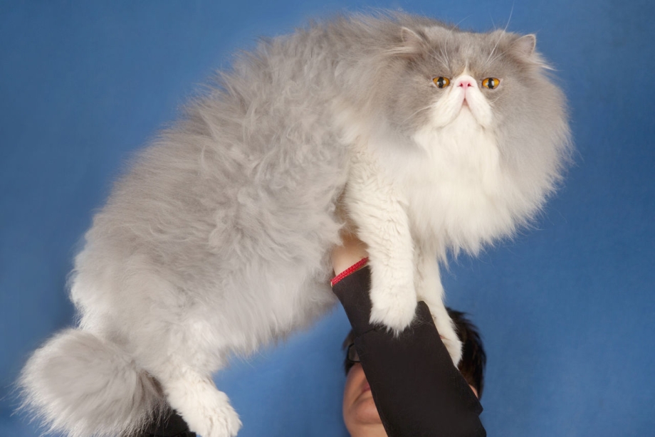 Персидский кот экстремал