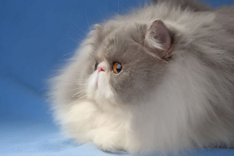 Персидские коты