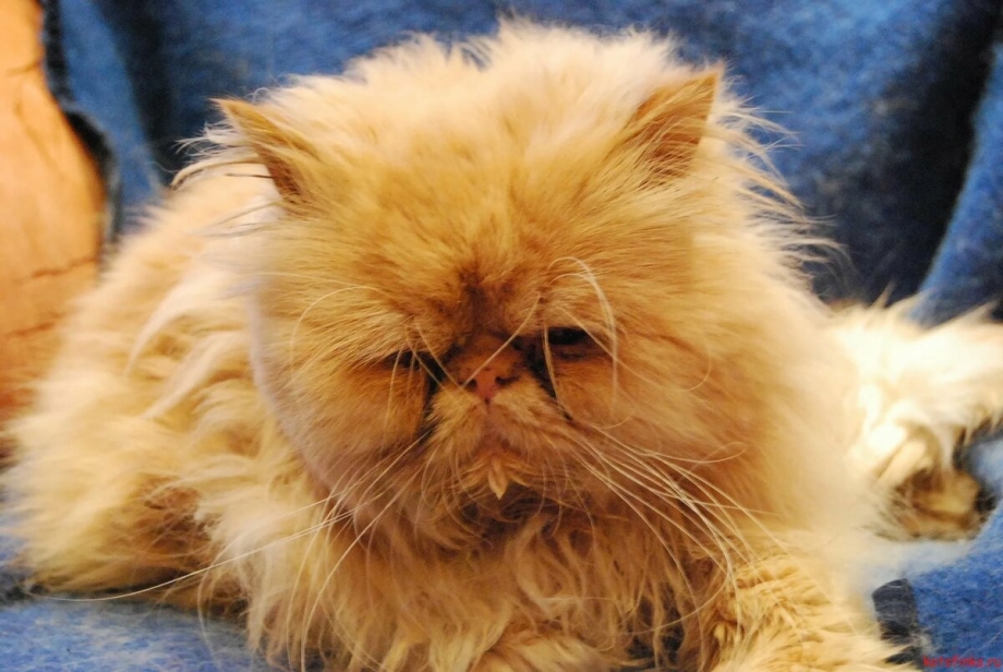 Рыжий персидский кот