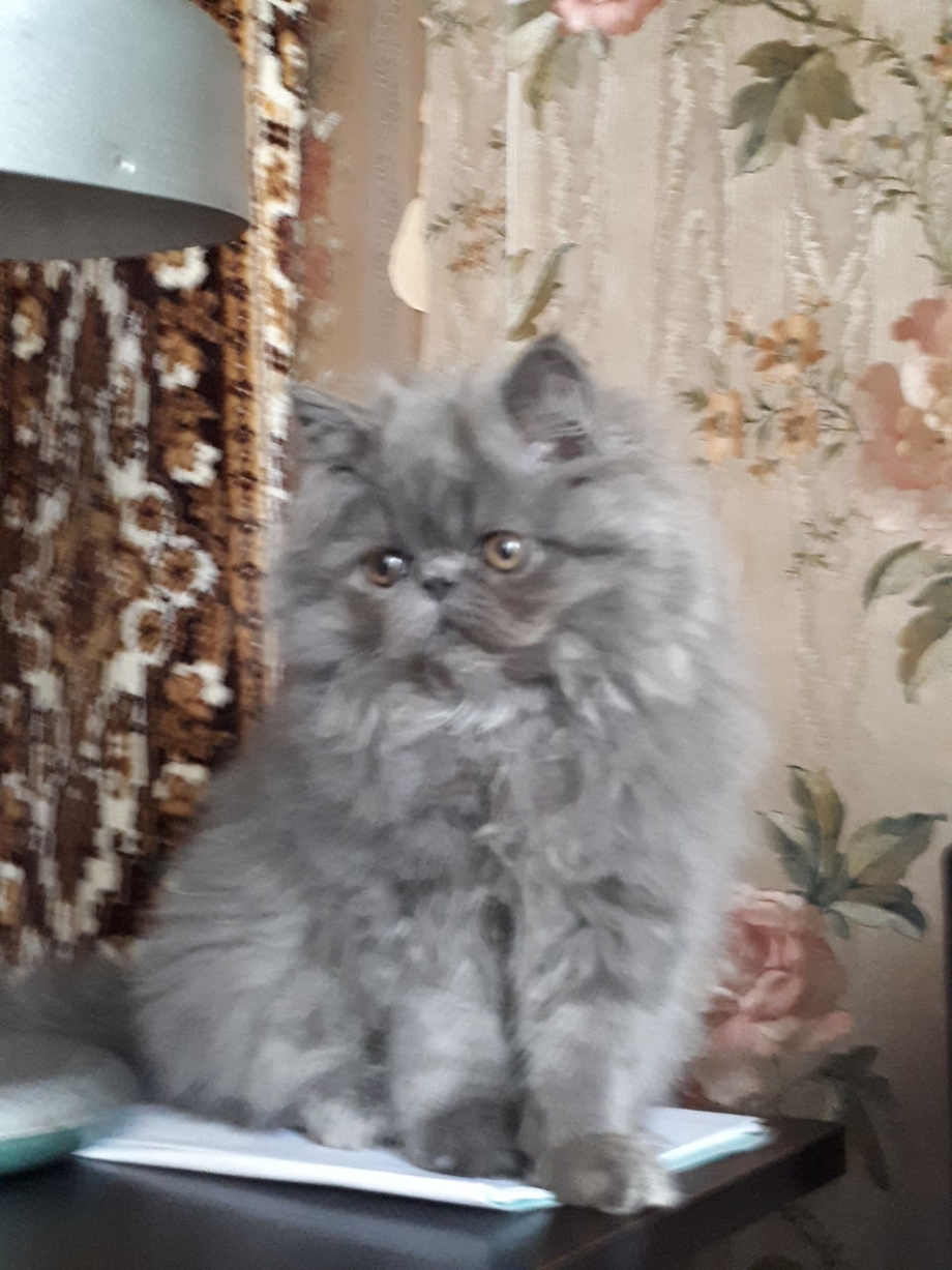 Породистые персидские котята продаются