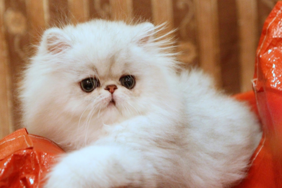 Персидская кошка