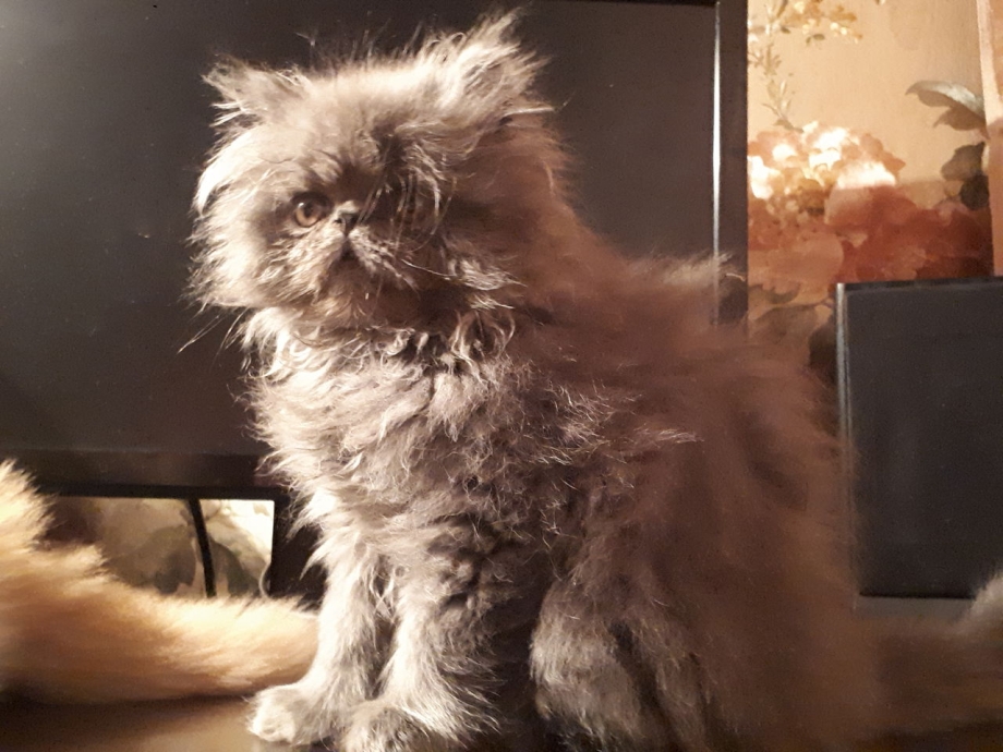 Персидские котята экстремалы