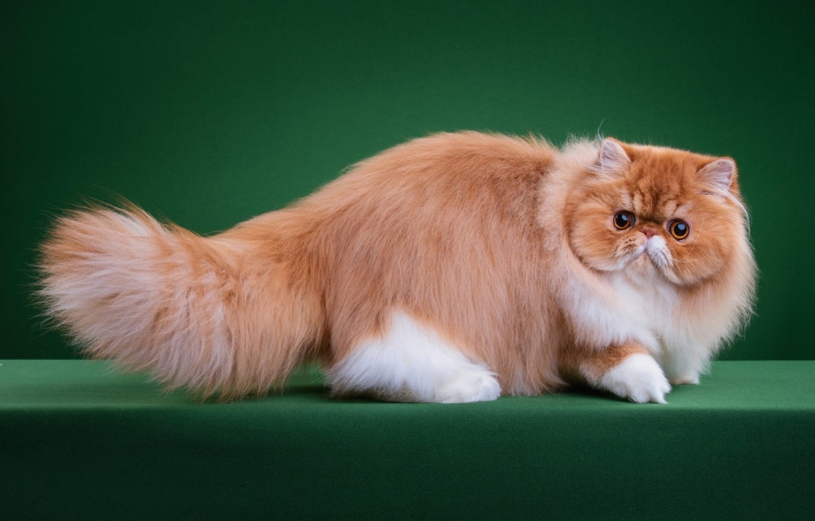 Манчкин длинношёрстный кошка