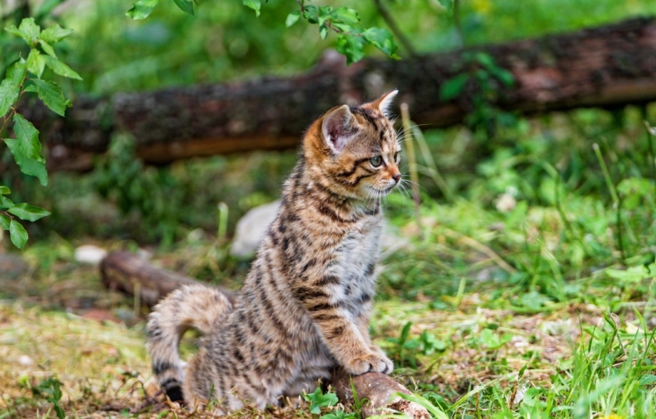 Камышовый кот котята
