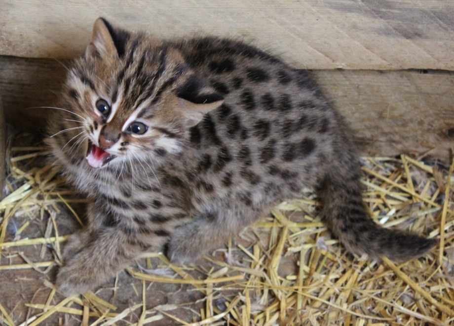 Амурский Лесной кот
