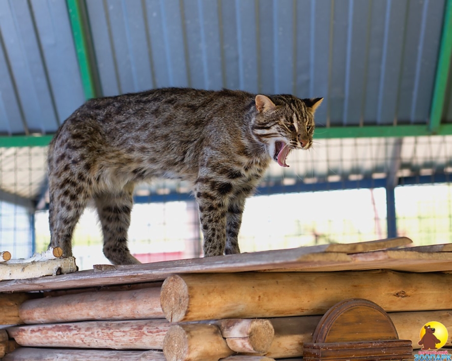 Сибирский камышовый кот домашний