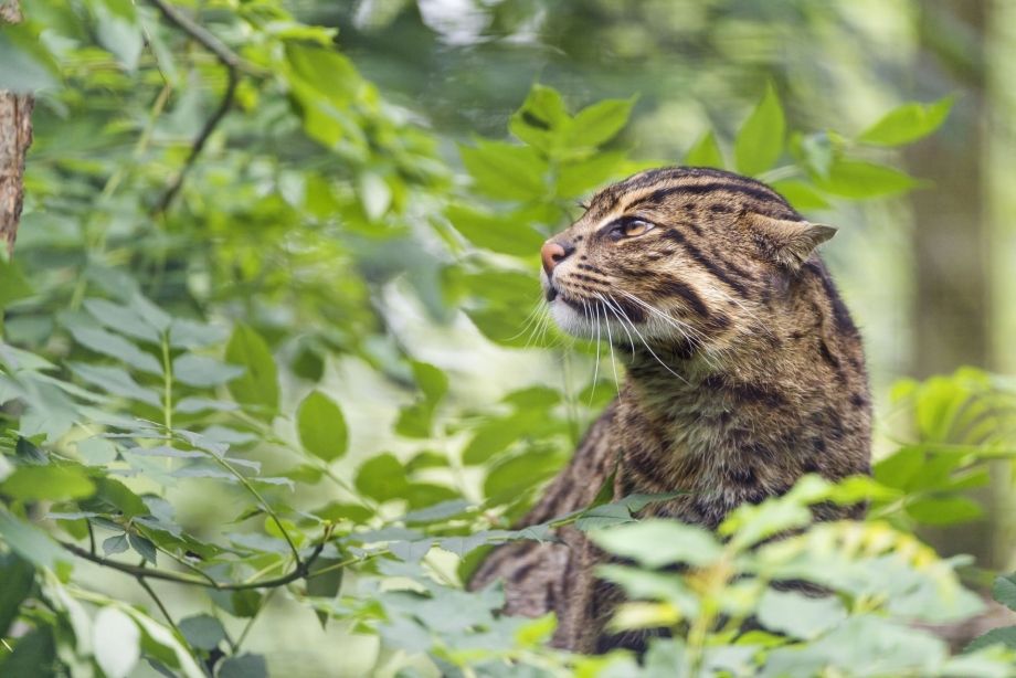 Дальневосточный Лесной кот Prionailurus bengalensis