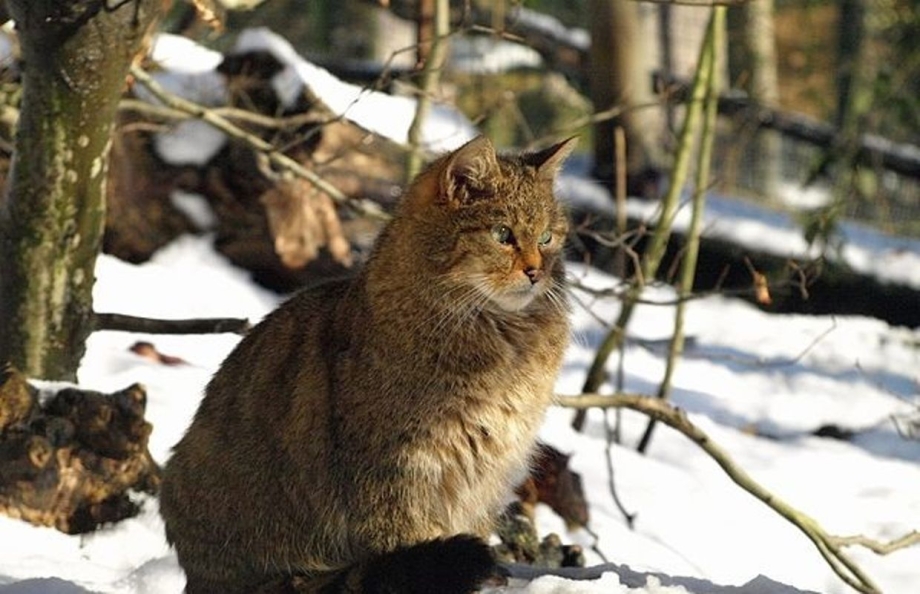 Дальневосточный дикий кот