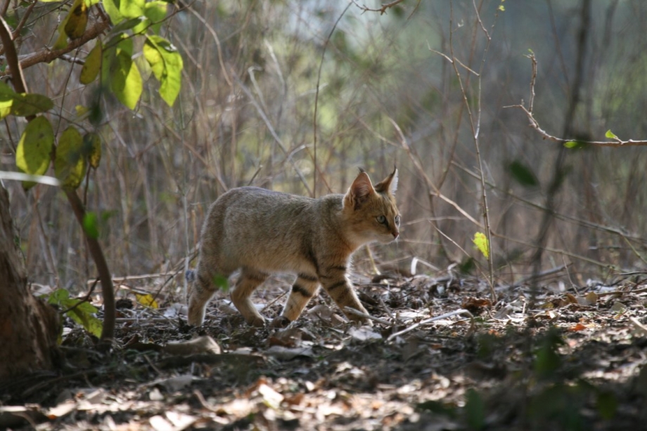 Кавказская Лесная кошка Felis Silvestris Caucasica