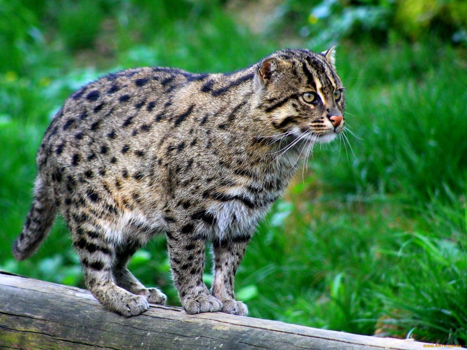 Felis Silvestris lybica рисунок